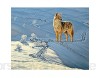 AJleil Puzzle 1000 Teile Malerei Kojote Gottes Hund Tier Wanddekoration Geschenk Puzzle 1000 Teile er Erwachsene Pädagogisches intellektuelles Dekomprimieren50x75cm(20x30inch)