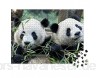 Puzzle 1000 Teile Panda-Bär - Klassische Puzzle mit edler Motiv-Schachtel Fotopuzzle-Kollektion \'Tiere\'