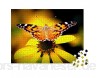 Puzzle 1000 Teile Vanessa cardui Schmetterling (Echinacea purpurea) - Klassische Puzzle mit edler Motiv-Schachtel Fotopuzzle-Kollektion \'Tiere\'