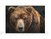 Ulmer Puzzleschmiede - Tierportrait-Puzzle „Grizzly“ - Klassisches 1000 Teile Bären-Puzzle – Puzzlemotiv mit Bär in Nahaufnahme EIN modern fotografiertes Tierportrait des mächtigen Braunbären