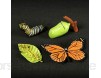 TOYANDONA Lebenszyklus Figuren des Schmetterlings Frühe Bildung Tierfiguren Biologie Wissenschaft Spielzeug für Kinder Kleinkinder Kinder